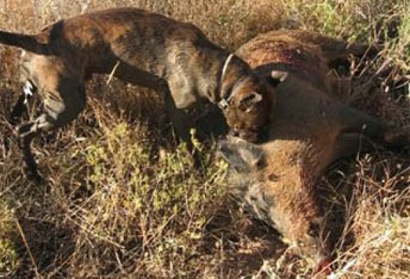 Primera acreditación de un equipo de rastreo de AEPES sobre rastro natural