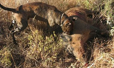 Primera acreditación de un equipo de rastreo de AEPES sobre rastro natural