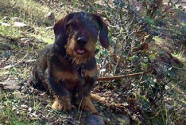 La Mesa Extremeña de la caza condena el maltrato y abandono de perros y pide la aplicación contundente de la actual normativa