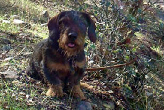 El curso de rastreo con perros de sangre de AEPES el 15 y 16 de marzo en Portugal