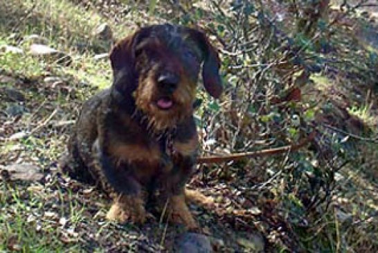 La inscripción para el Curso de Rastreo Con Perros de Sangre finaliza mañana