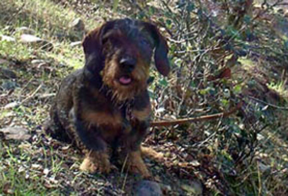 El curso de rastreo con perros de sangre de AEPES el 15 y 16 de marzo en Portugal