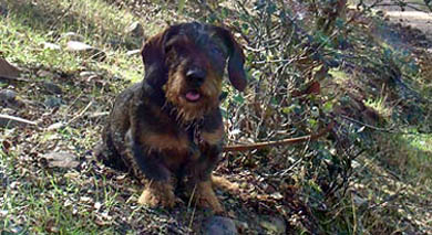 El curso de rastreo con perros de sangre de AEPES el 15 y 16 de marzo en Portugal