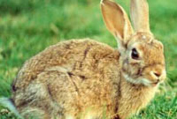 Adecana critica la autorización para controlar los daños producidos por la población de conejo