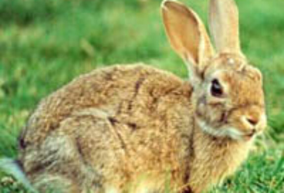 Adecana critica la autorización para controlar los daños producidos por la población de conejo