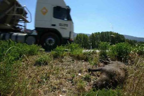 Accidentes con especies de caza, ¿de quién es la culpa?