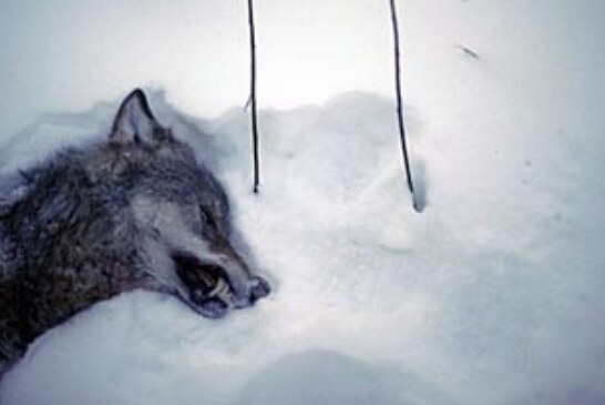 La FACE inicia una recogida de firmas para mantener la caza reguladora del lobo en Suecia