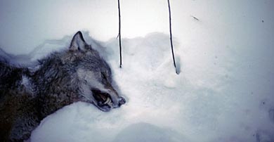 La FACE inicia una recogida de firmas para mantener la caza reguladora del lobo en Suecia