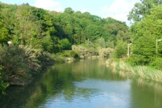 Mejora la densidad de la trucha y la entrada del salmón en los ríos de Gipuzkoa