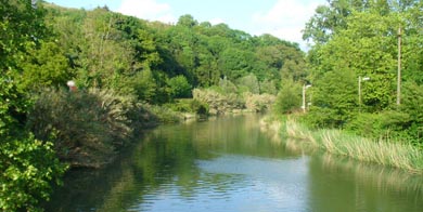 Mejora la densidad de la trucha y la entrada del salmón en los ríos de Gipuzkoa