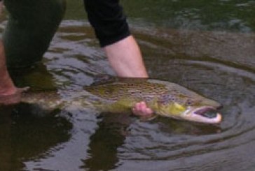 Gipuzkoa publica la orden foral por la que se regula la práctica de la pesca durante 2012