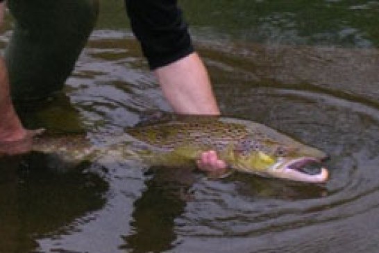 Gipuzkoa publica la orden foral por la que se regula la práctica de la pesca durante 2013