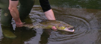 Gipuzkoa publica la orden foral por la que se regula la práctica de la pesca durante 2013