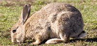 Malestar entre las sociedades de cazadores de la zona media por la gestión de la caza del conejo