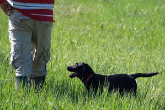 El Club de Caza de Amurrio trabaja en la creación de una zona de adiestramiento canino