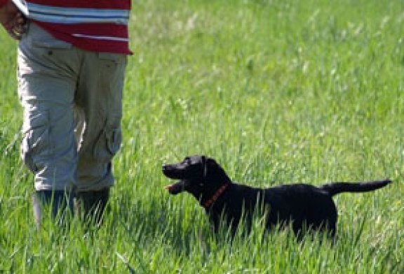 El Club de Caza de Amurrio trabaja en la creación de una zona de adiestramiento canino