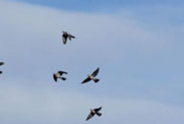 Los cazadores de los Pirineos-Atlánticos organizan una reunión dedicada a la paloma