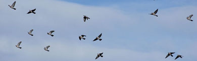 Los cazadores de los Pirineos-Atlánticos organizan una reunión dedicada a la paloma