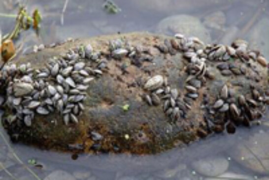 Se encuentran colonias de mejillón cebra en el embalse de Urrunaga