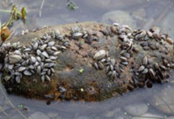 Se encuentran colonias de mejillón cebra en el embalse de Urrunaga