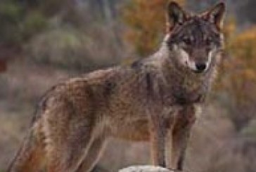 El lobo va en aumento en toda la Península Ibérica