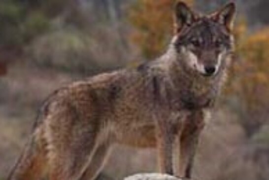 El lobo va en aumento en toda la Península Ibérica