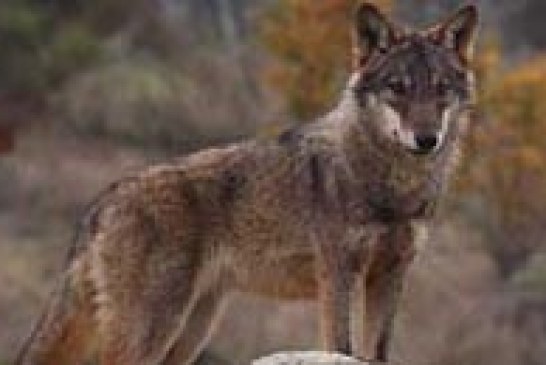 La ONC reclama al Ministerio la elaboración urgente de un censo nacional del lobo