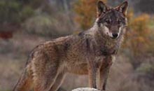 La ONC reclama al Ministerio la elaboración urgente de un censo nacional del lobo