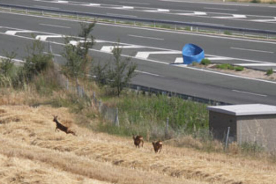 Bizkaia adopta una nueva política para la gestión de la superpoblación del corzo