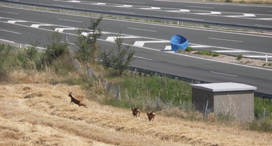 Bizkaia adopta una nueva política para la gestión de la superpoblación del corzo