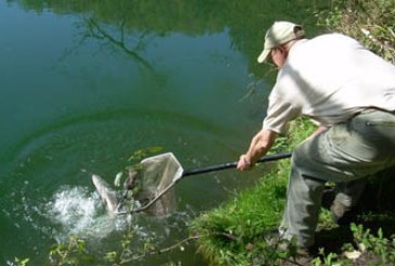 El río Oria recibe a los tres primeros salmones de la temporada