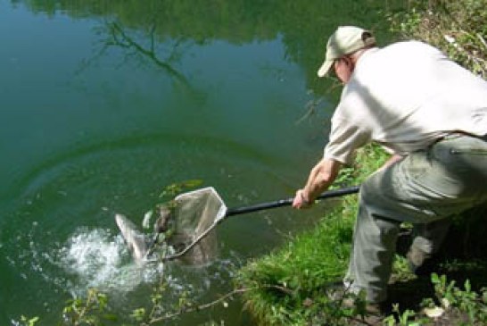 El río Oria recibe a los tres primeros salmones de la temporada