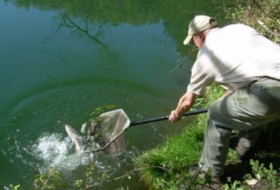 El río Oria recibe a los tres primeros salmones de la temporada