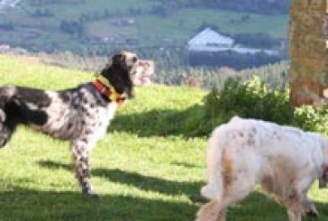 Modificación del calendario de los Campeonatos de Euskadi de San Huberto y Perros de Muestra