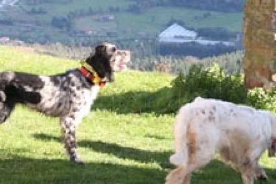 II Exhibición de Perros de Muestra a cargo del Club de Caza «Olabarri» de Errigoiti