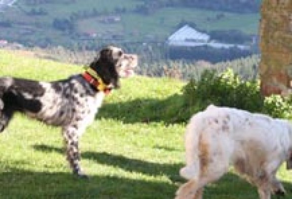 La Federación cántabra celebra dos jornadas de iniciación para perros de muestra