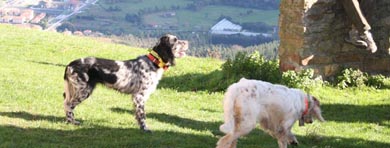 Modificación del calendario de los Campeonatos de Euskadi de San Huberto y Perros de Muestra