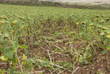 Agricultura convoca una reunión para analizar la situación de los cotos alaveses