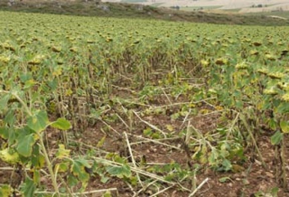 Agricultura convoca una reunión para analizar la situación de los cotos alaveses