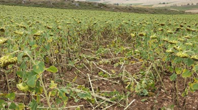 Agricultura convoca una reunión para analizar la situación de los cotos alaveses