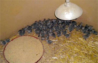 El «Proyecto Semillas» confirma que el uso de fitosanitarios perjudica la salud de las aves