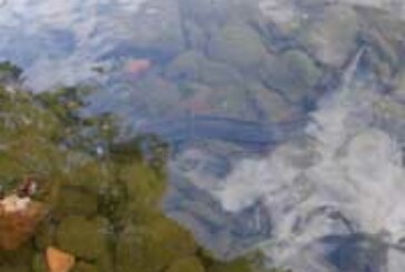 Un proyecto piloto repoblará de anguilas tres arroyos de la cuenca del Oria