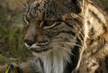 El programa de cría del lince ibérico en cautividad suma 26 nuevos cachorros en 2011