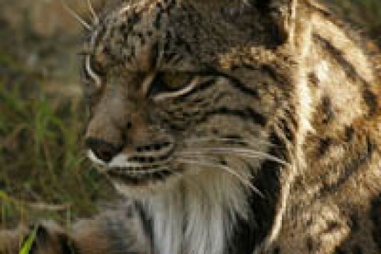 El programa de cría del lince ibérico en cautividad suma 26 nuevos cachorros en 2011