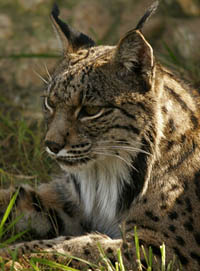 El programa de cría del lince ibérico en cautividad suma 26 nuevos cachorros en 2011