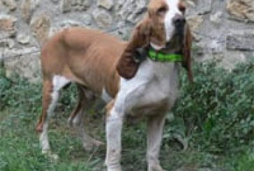 Indignación por las denuncias por dejar perros de caza sin custodia en las carreteras