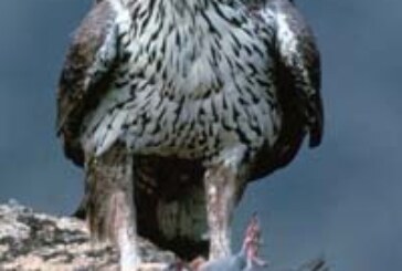 Técnicos y agentes ambientales mejoran la conservación del águila perdicera