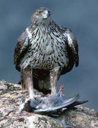 Técnicos y agentes ambientales mejoran la conservación del águila perdicera