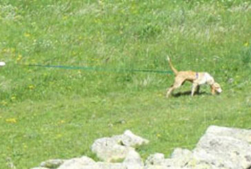 Los perros de Rastro a Trailla de bizkaia se clasifican este domingo en Karrantza