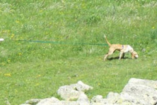 Benasque acogerá el Encuentro de Sociedades de Caza en la Comarca de la Ribagorza